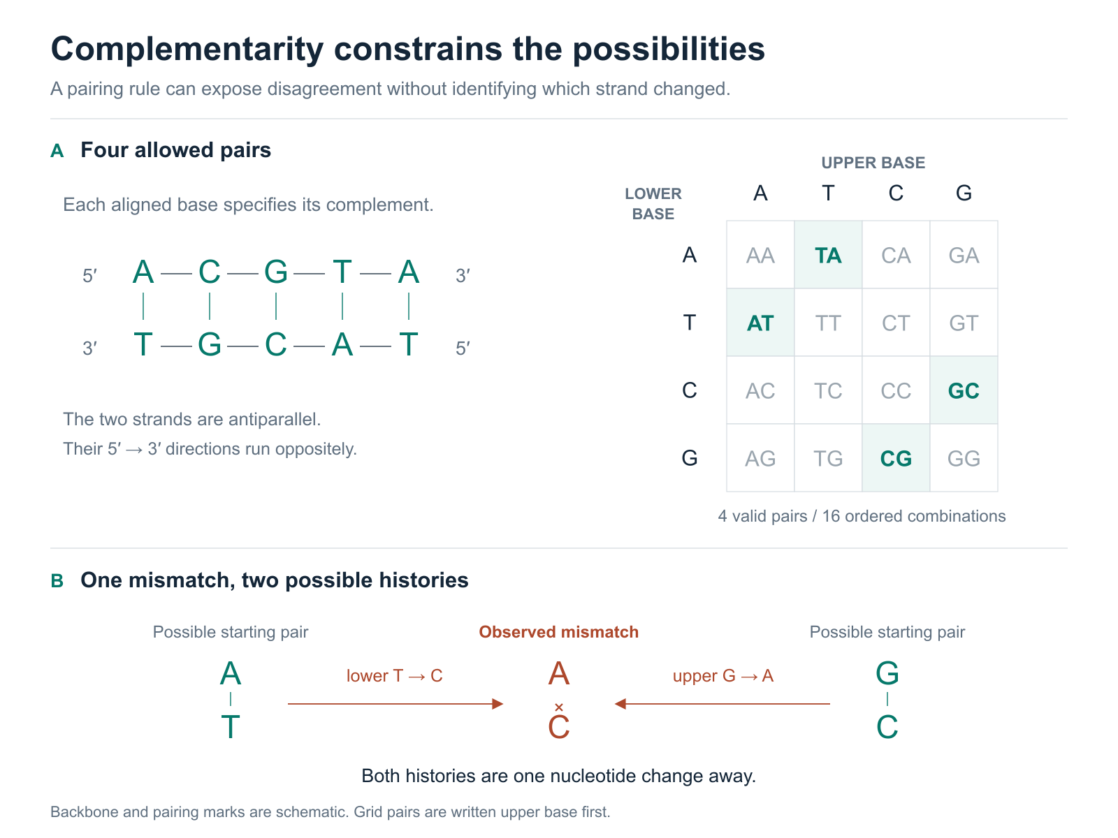 An antiparallel DNA duplex alongside a grid of sixteen ordered base pairs, with AT, TA, CG, and GC highlighted. Below, two possible starting pairs, AT and GC, each lead to the same AC mismatch after one nucleotide changes.